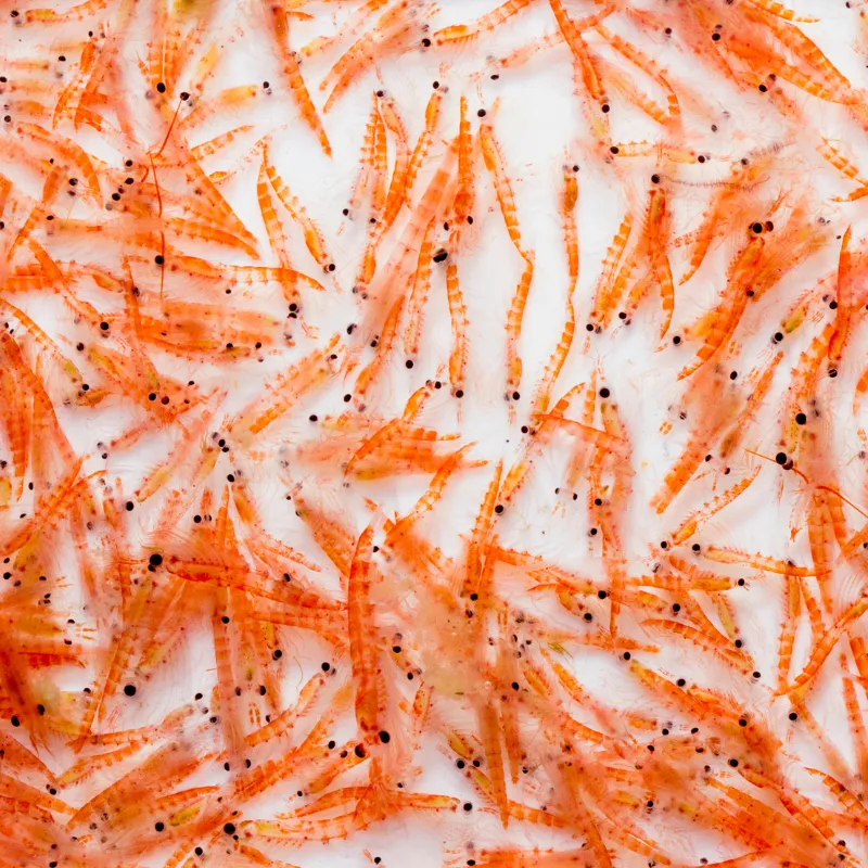 Huile de krill